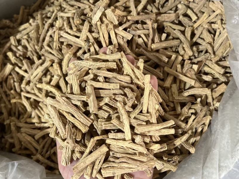 大号党参节