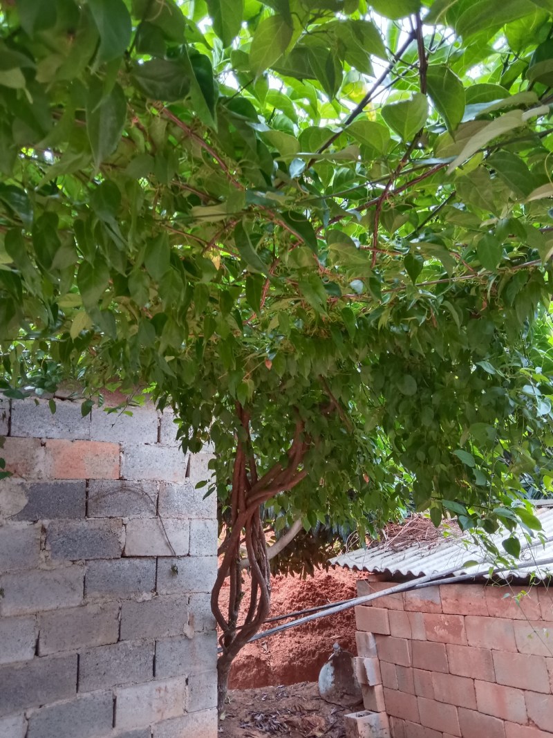 炮仗花