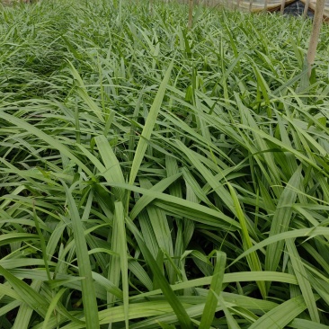 紫花三叉白芨苗