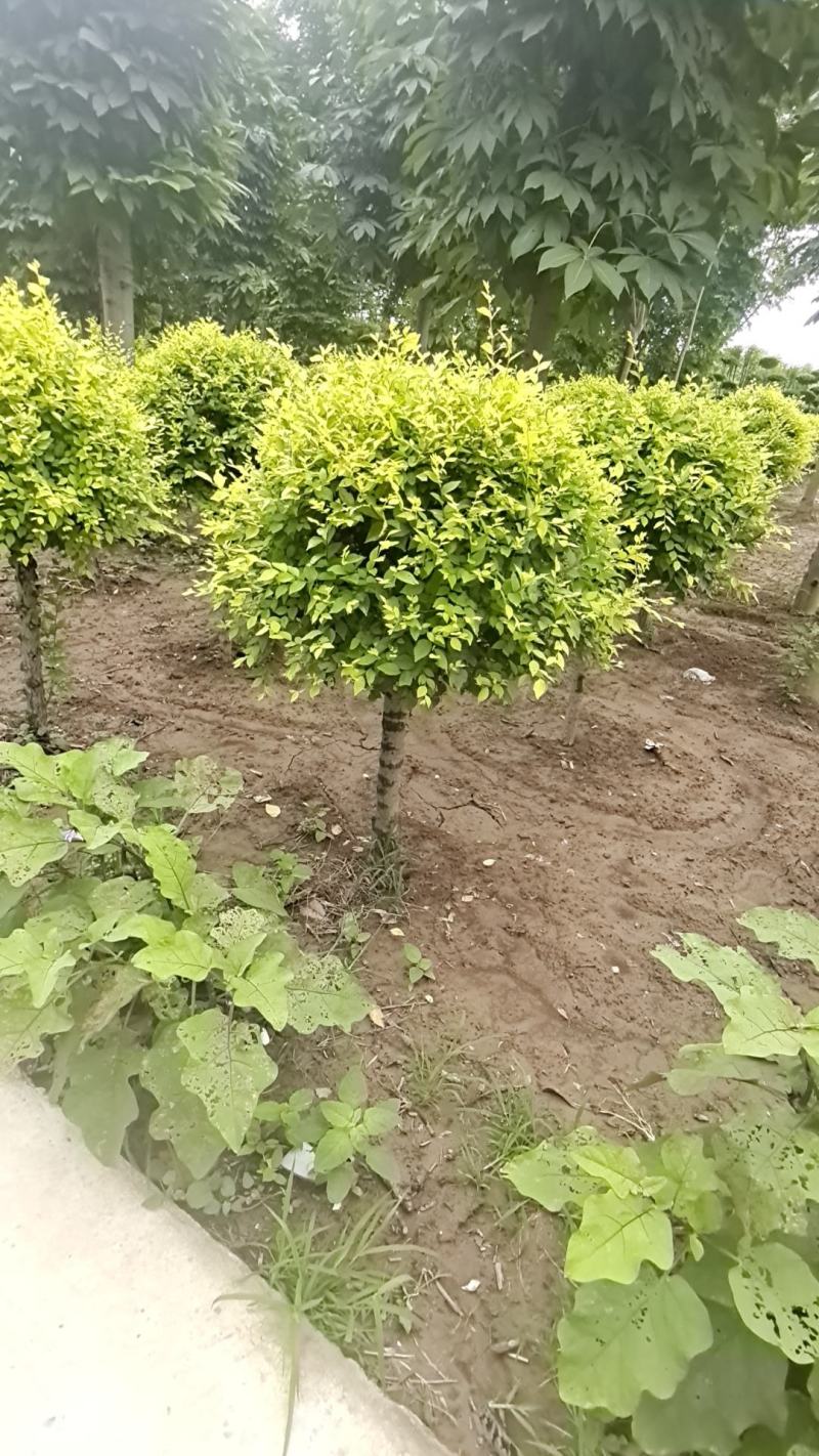 金叶榆球