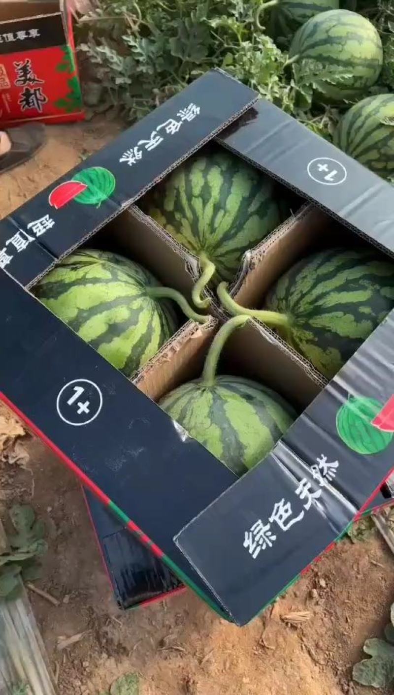 精品优质无籽美都西瓜6斤打底9成熟1茬，供市场超市