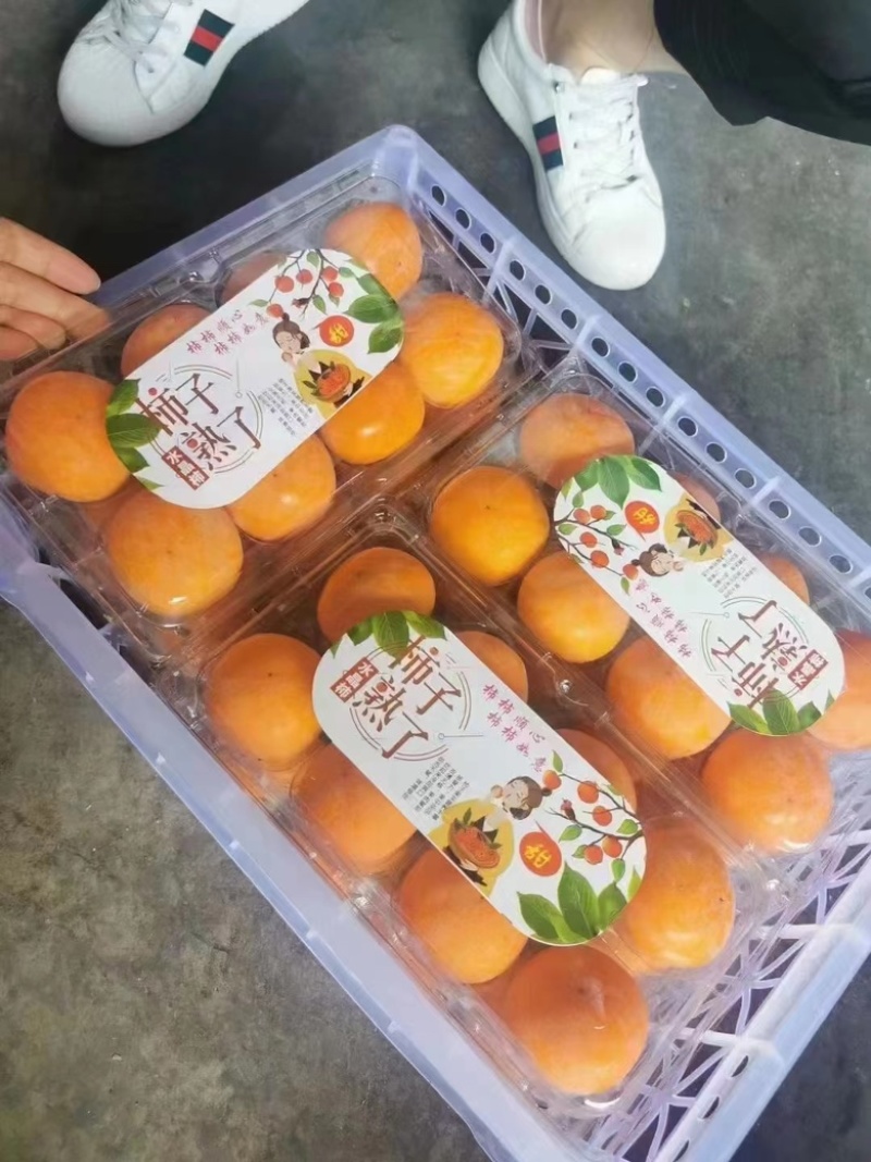 七月黄柿子火晶柿子大量供应产地直发品质保障量大从优