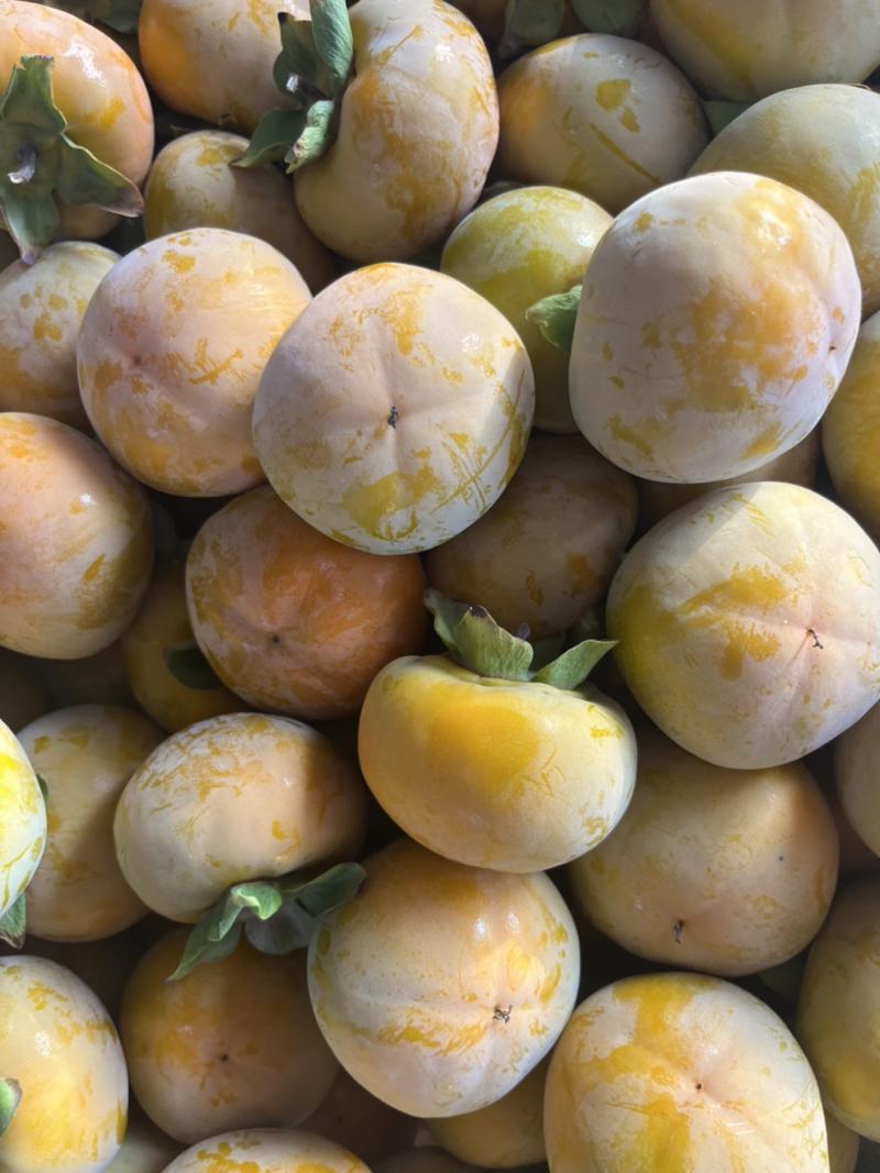 七月黄柿子火晶柿子大量供应产地直发品质保障量大从优