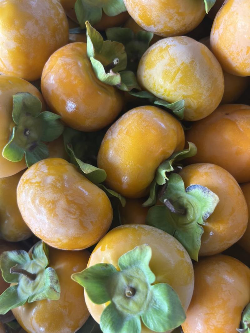 七月黄柿子火晶柿子大量供应产地直发品质保障量大从优