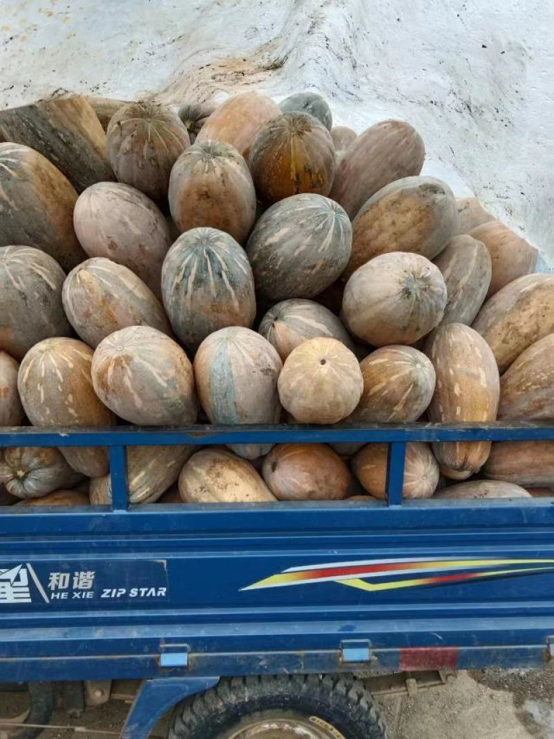 精品蜜本南瓜产地直发量大从优品质保证