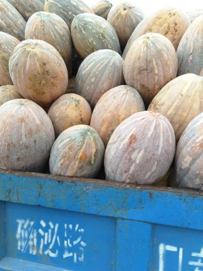 精品蜜本南瓜产地直发量大从优品质保证