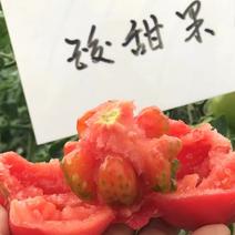 豫艺酸甜果番茄种子~抗病性强糖度12度以上酸甜爽口高品质
