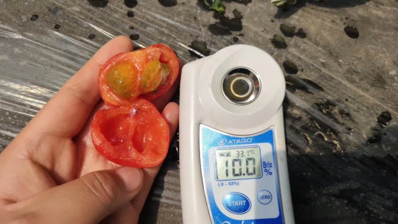 豫艺酸甜果番茄种子~抗病性强糖度12度以上酸甜爽口高品质