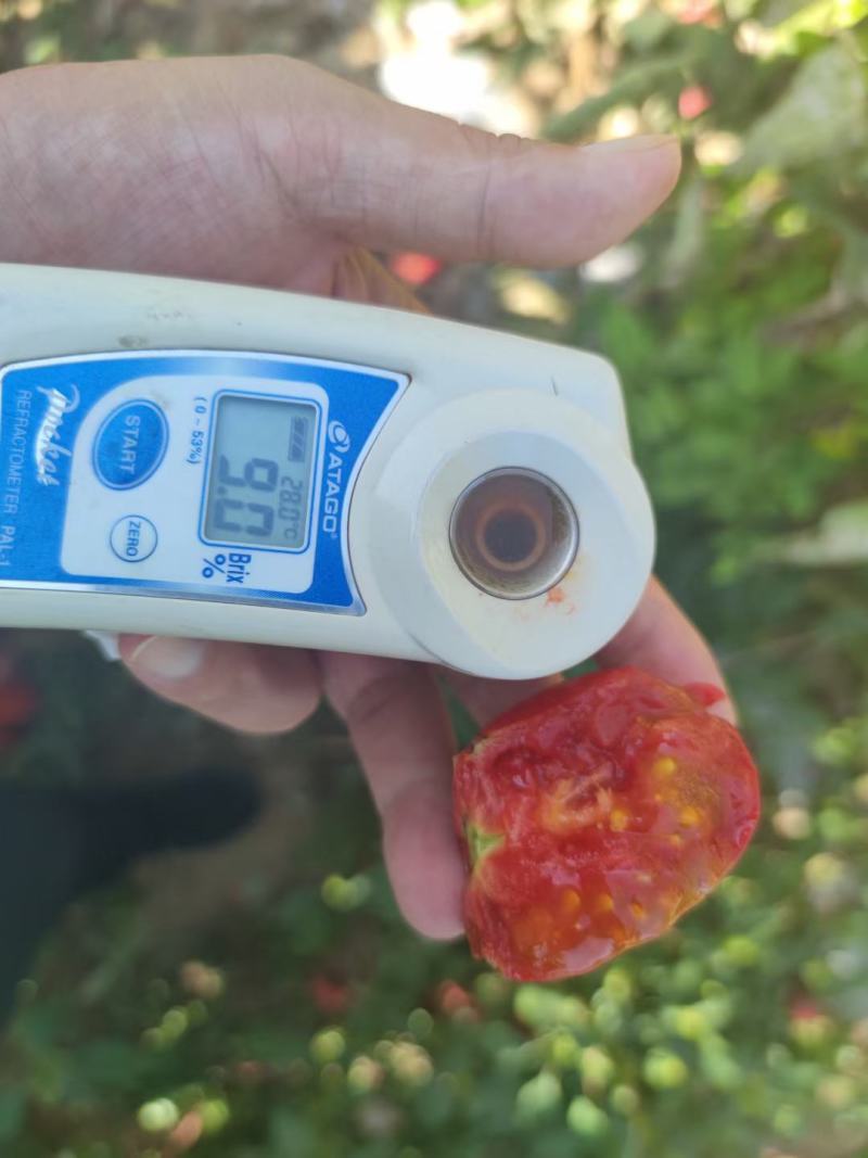 豫艺酸甜果番茄种子~抗病性强糖度12度以上酸甜爽口高品质