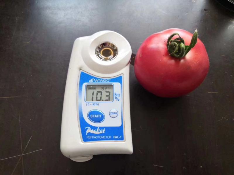 豫艺酸甜果番茄种子~抗病性强糖度12度以上酸甜爽口高品质