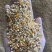 大量出售优质碎玉米，价格便宜，长期有货