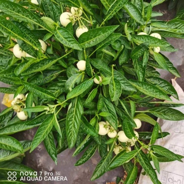 云南人参果苗大量有货，量大从优欢迎各位新老客户采购
