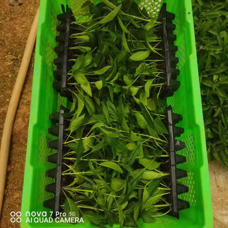 云南人参果苗大量有货，量大从优欢迎各位新老客户采购