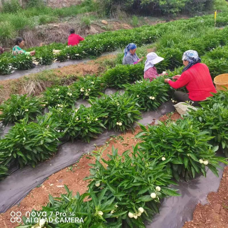 云南人参果苗大量有货，量大从优欢迎各位新老客户采购