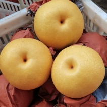 圆黄梨