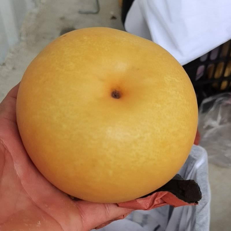 圆黄梨