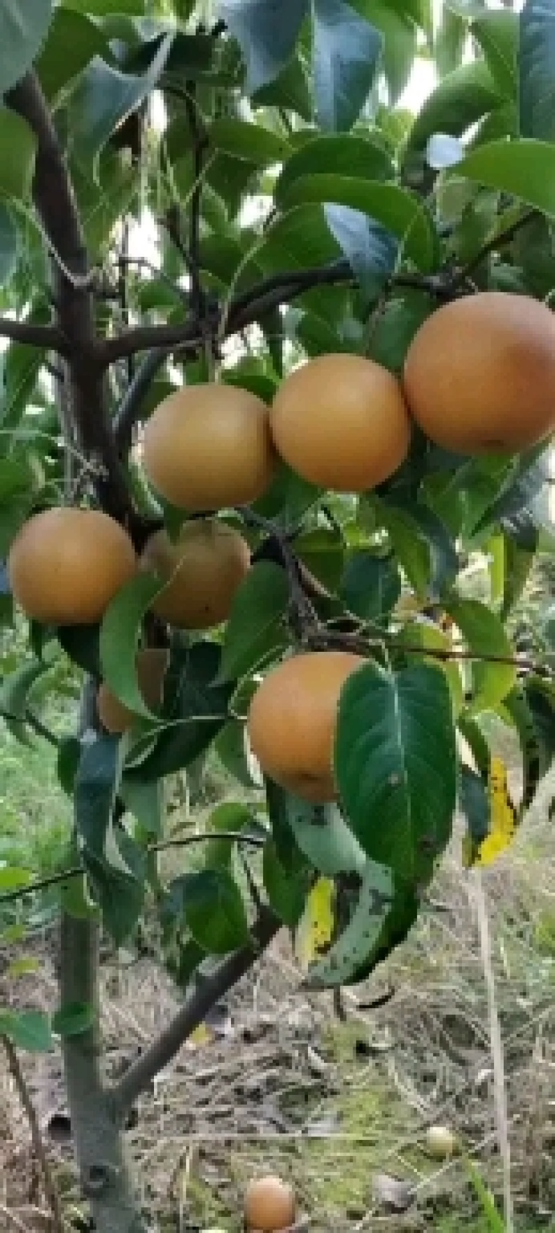 圆黄梨