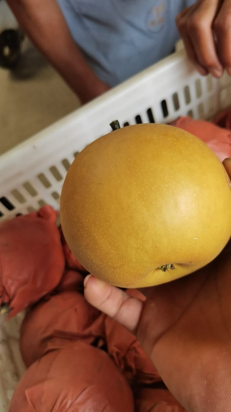 圆黄梨