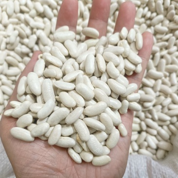 新货白腰豆（颗粒饱满）