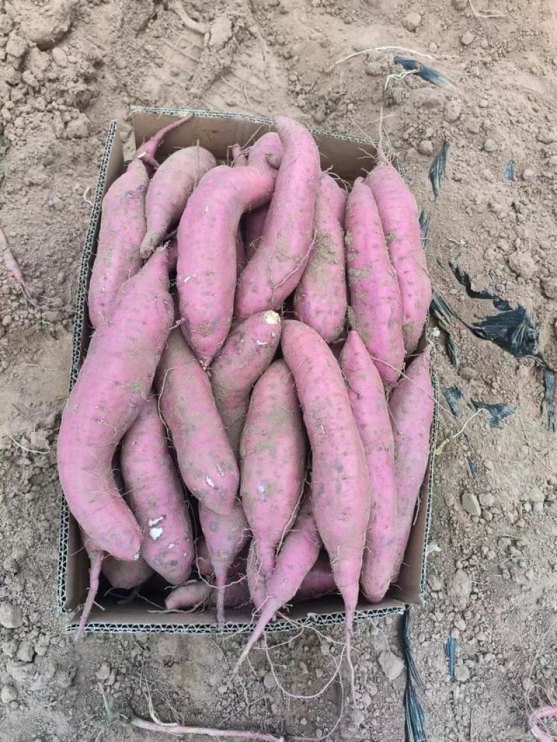 河北邯郸临漳县商薯19产地直发一手货源品质保证全国发货