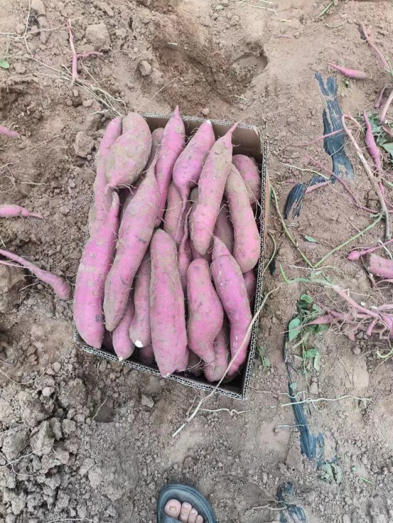河北邯郸临漳县商薯19产地直发一手货源品质保证全国发货