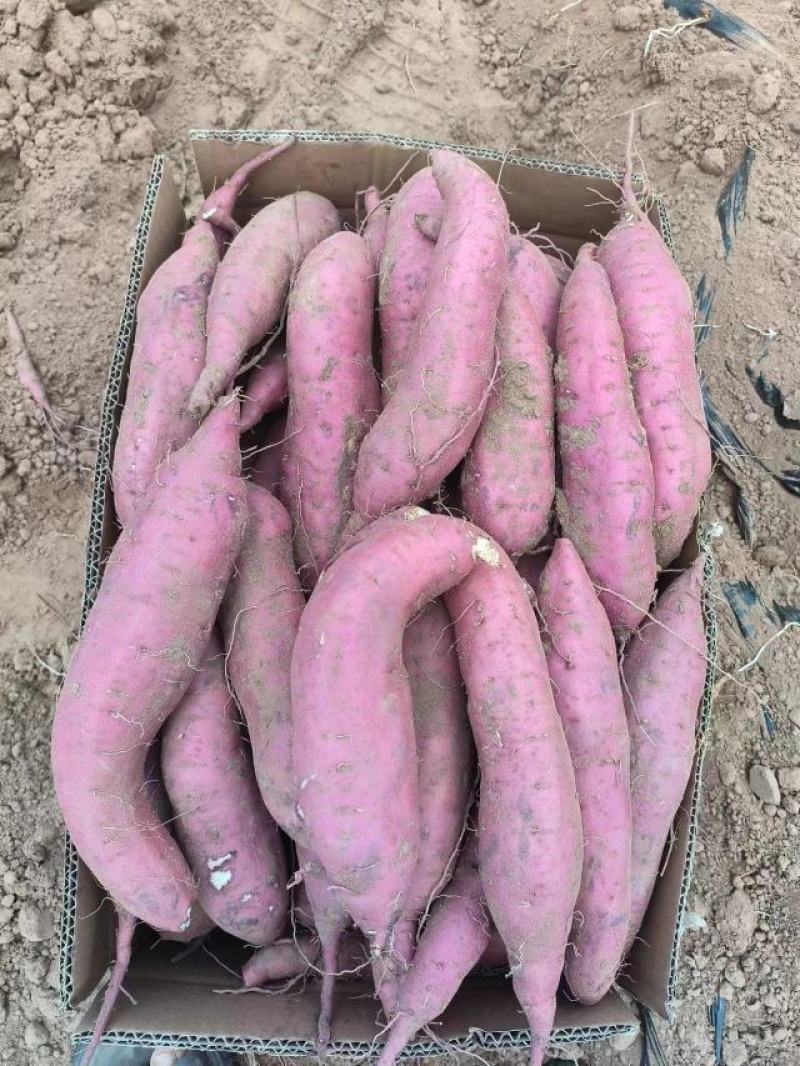 河北邯郸临漳县商薯19产地直发一手货源品质保证全国发货