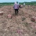 河北邯郸临漳县商薯19产地直发一手货源品质保证全国发货