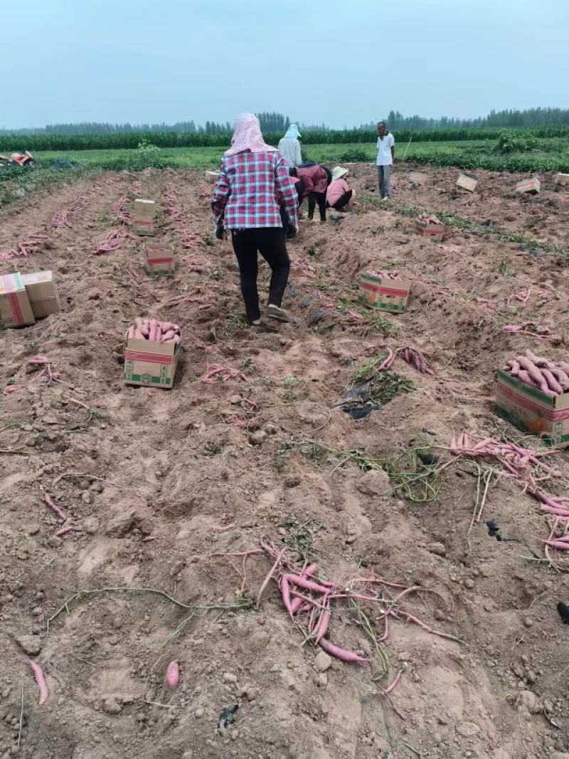 河北邯郸临漳县商薯19产地直发一手货源品质保证全国发货