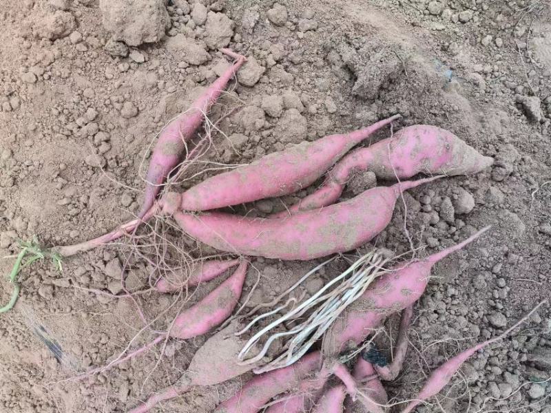 河北邯郸临漳县商薯19产地直发一手货源品质保证全国发货