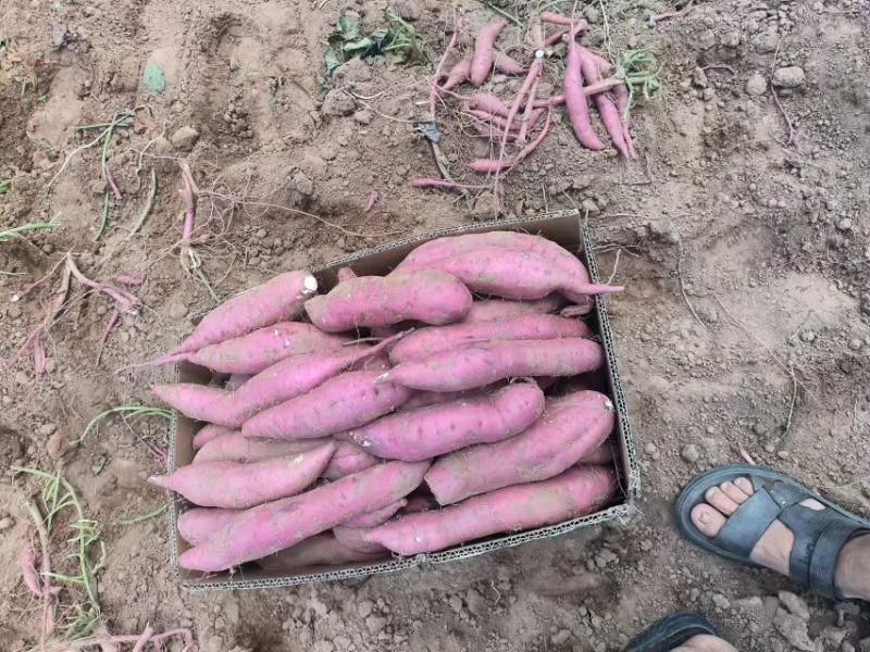 河北邯郸临漳县商薯19产地直发一手货源品质保证全国发货