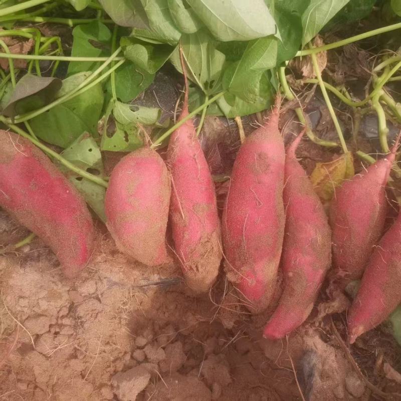 河北邯郸临漳商薯19软糯香甜现挖现发产地发货品质保证