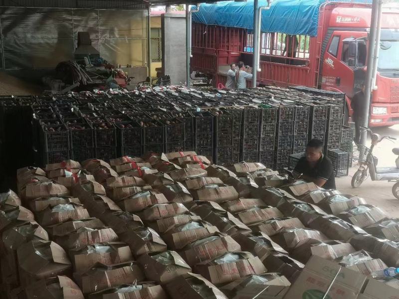 河北邯郸临漳商薯19软糯香甜现挖现发产地发货品质保证