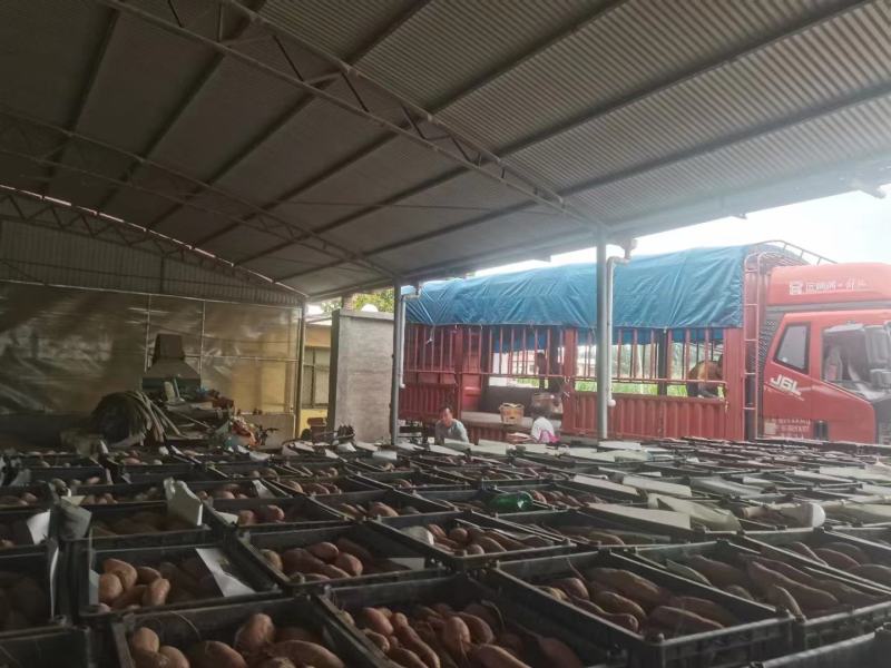 河北邯郸临漳商薯19软糯香甜现挖现发产地发货品质保证