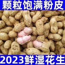 2023年7月份山东临沭十万亩鲜花生大量上市