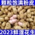 2023年7月份山东临沭十万亩鲜花生大量上市
