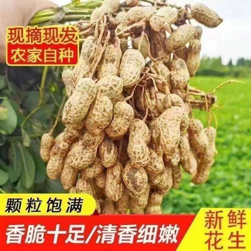 2023年7月份山东临沭十万亩鲜花生大量上市