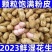 2023年7月份山东临沭十万亩鲜花生大量上市