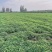 2023年7月份山东临沭十万亩鲜花生大量上市