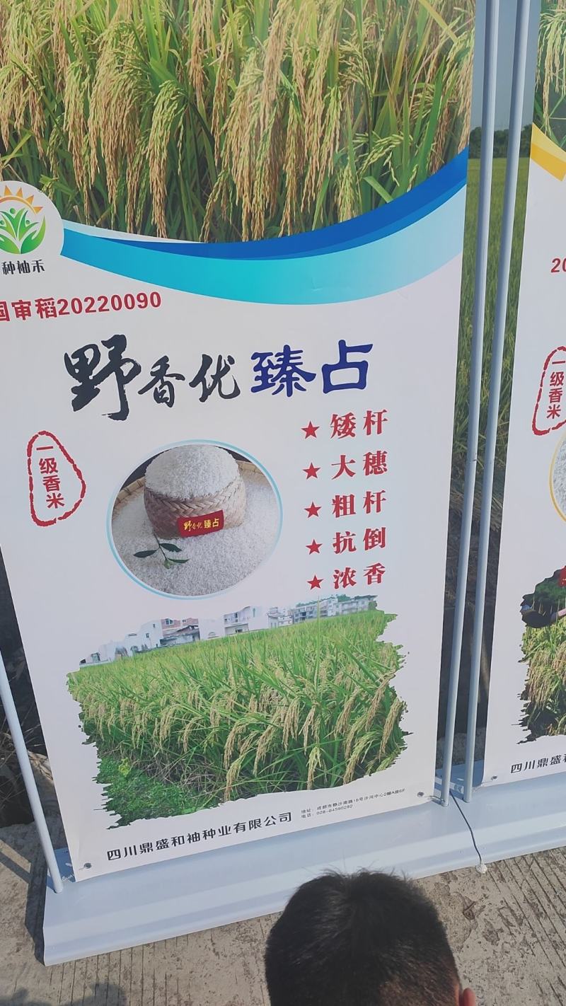 野香优，中国大米品质的标杆，天花板的浓香口感