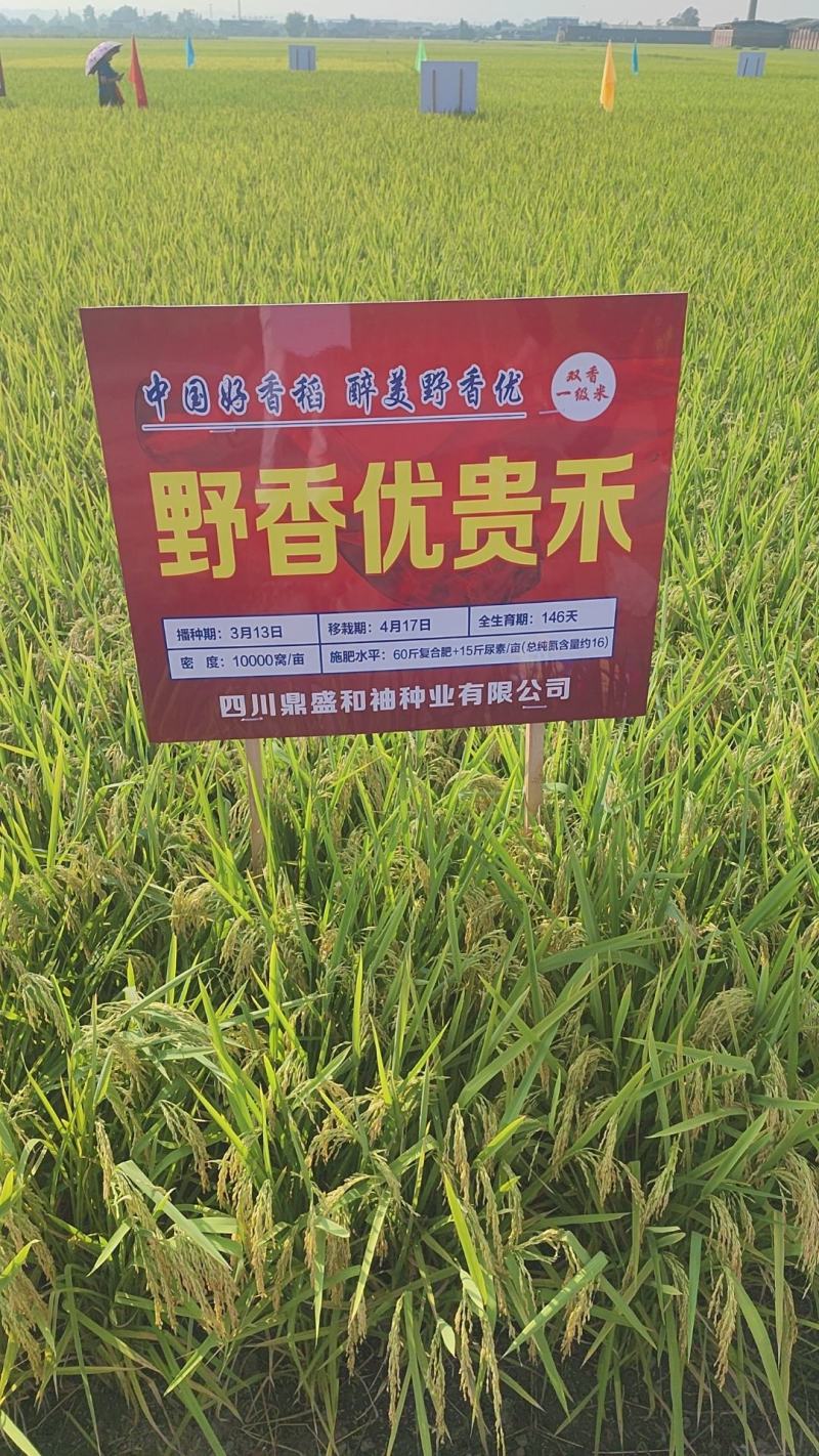 野香优，中国大米品质的标杆，天花板的浓香口感