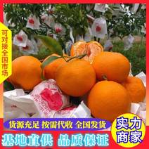 【推荐】云南精品不知火柑桔丑橘大量上市鲜甜多汁