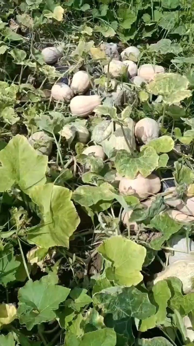 新野县蔬菜基地全黄金香南瓜大量供应