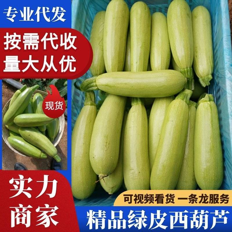 西葫芦精品绿皮西葫芦大量上市产地直供