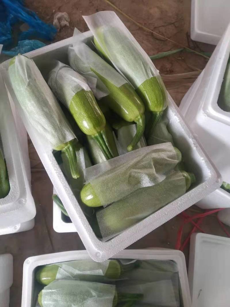西葫芦云南绿皮西葫芦货源充足产地直供
