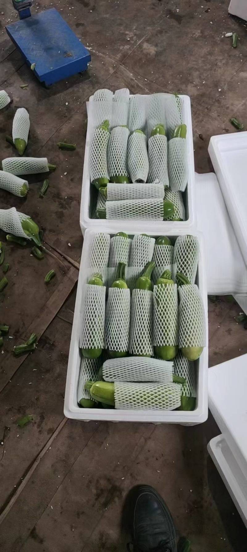 西葫芦云南绿皮西葫芦货源充足产地直供