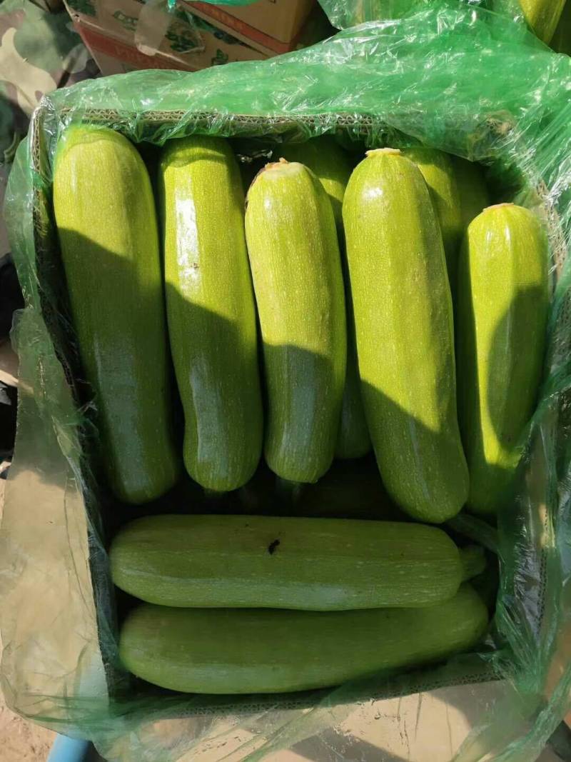 西葫芦云南绿皮西葫芦货源充足产地直供