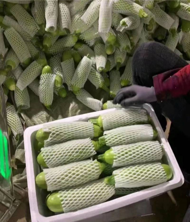 西葫芦云南绿皮西葫芦货源充足产地直供