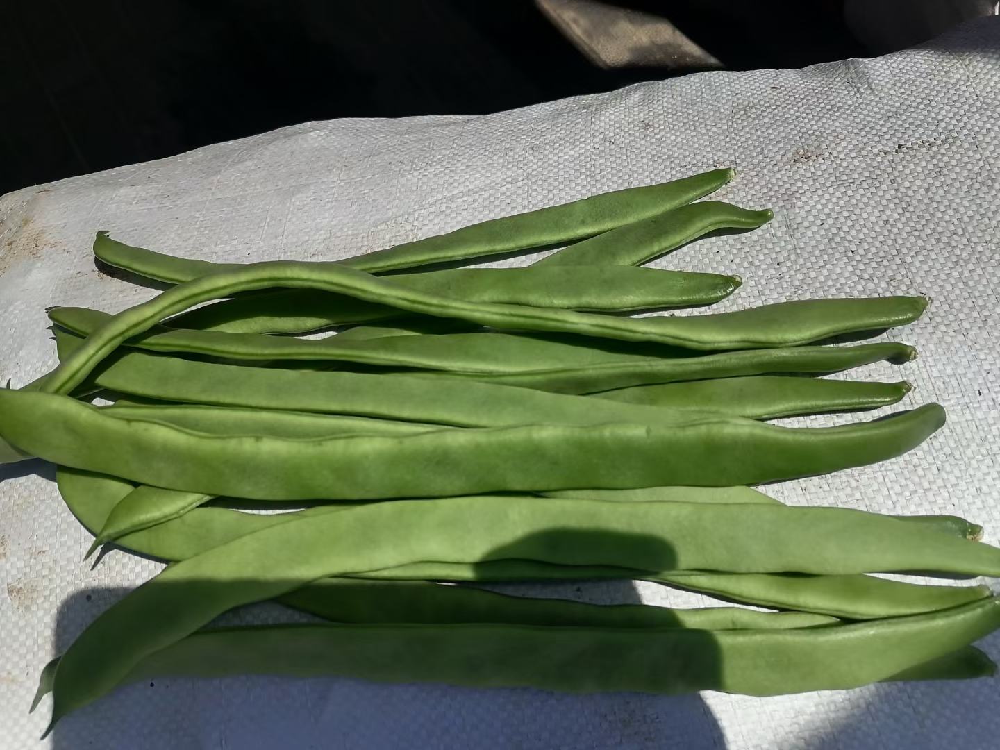 新鲜豌豆角特写