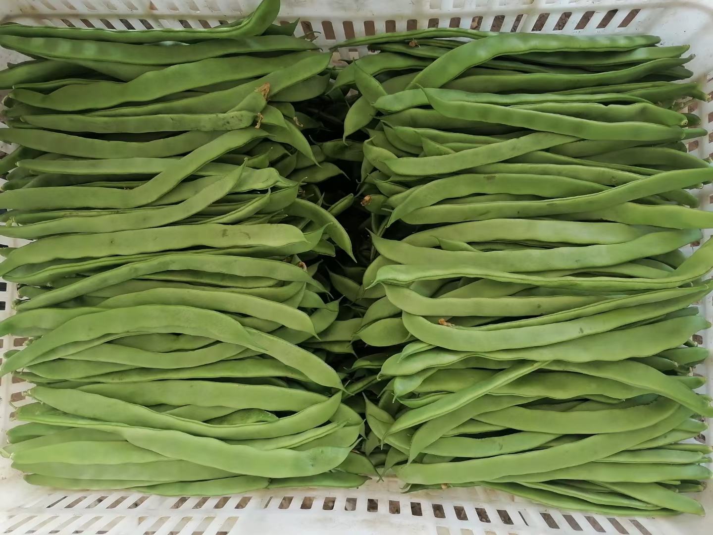 豆角实物图