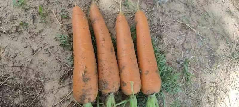 胡萝卜